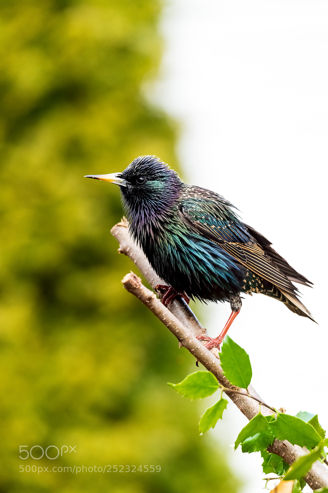 Nikon D850 sample photo. European starling photography