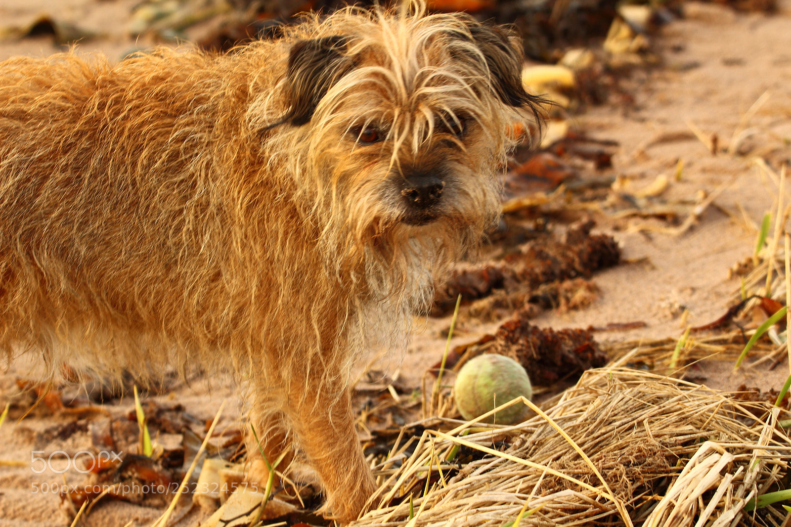 Canon EOS 1200D (EOS Rebel T5 / EOS Kiss X70 / EOS Hi) sample photo. Dog on beach photography