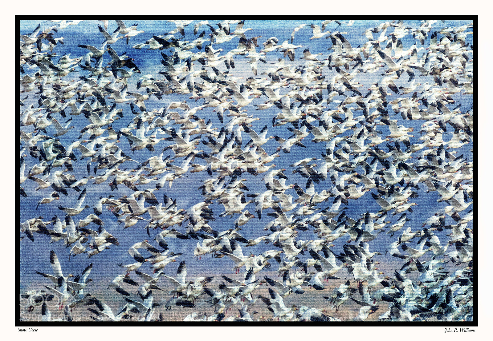 Canon EOS 7D Mark II sample photo. Snow geese march madness photography