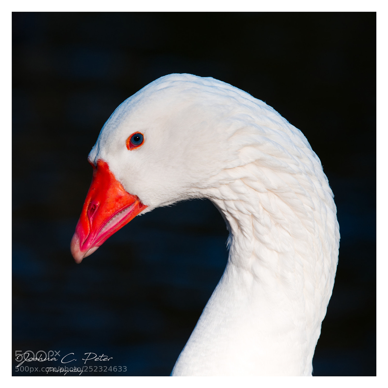 Canon EOS 6D Mark II sample photo. Goose close up photography