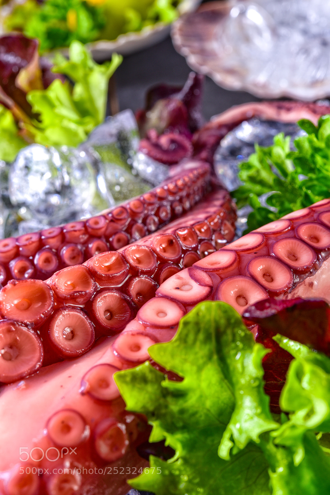 Nikon D810 sample photo. Raw octopus on the photography