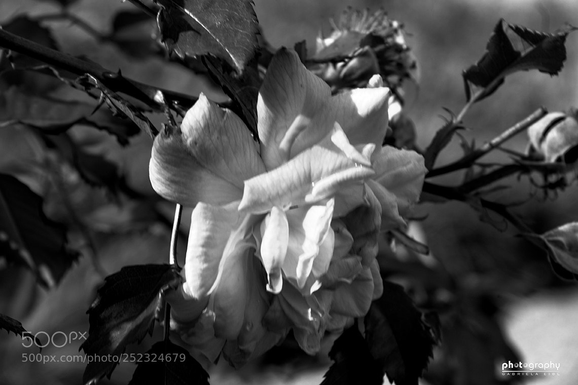 Canon EOS 500D (EOS Rebel T1i / EOS Kiss X3) sample photo. Noble rose b w photography