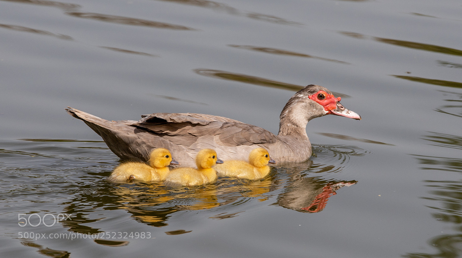Canon EOS 6D Mark II sample photo. Family photography