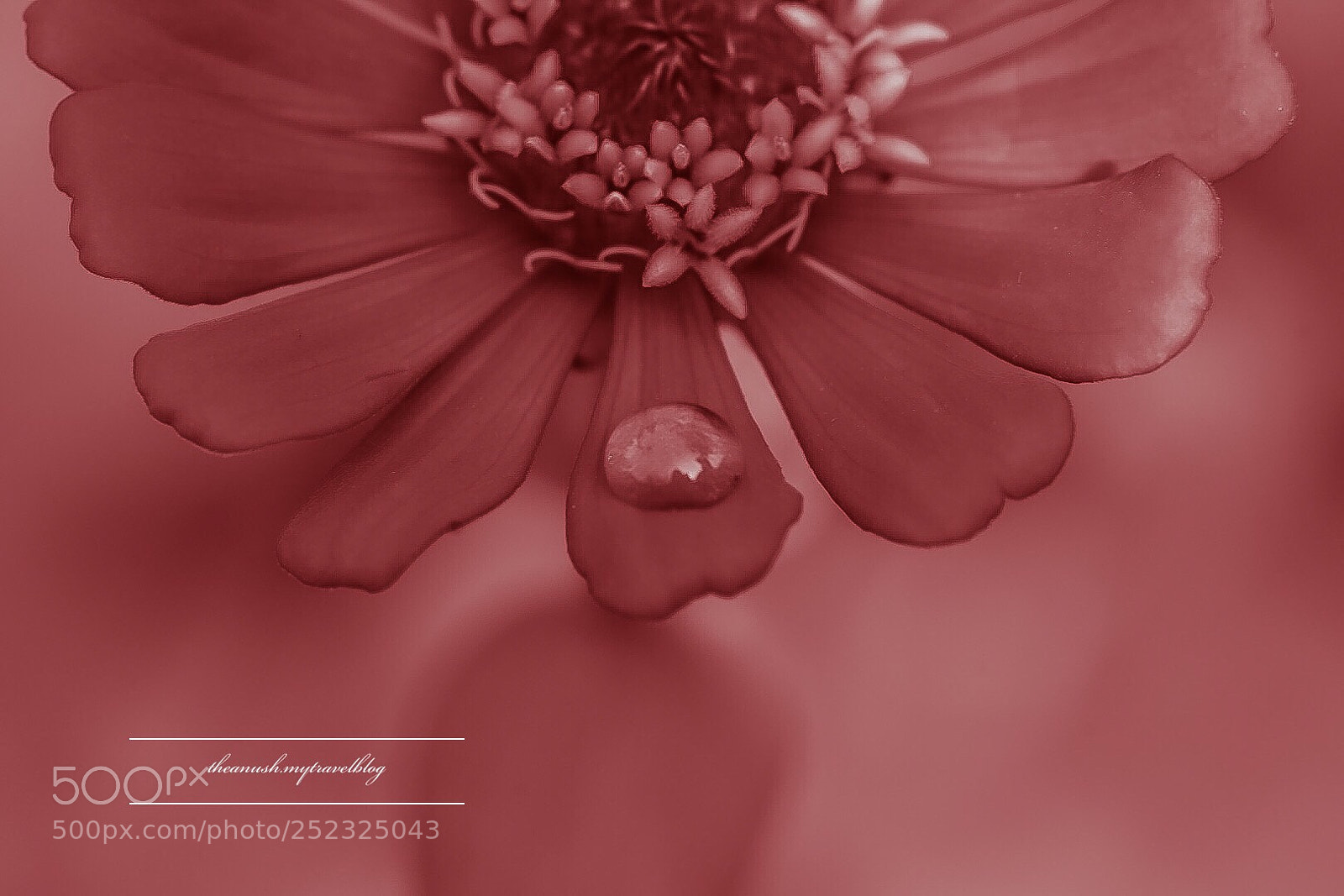 Nikon D7200 sample photo. Macro moments  photography
