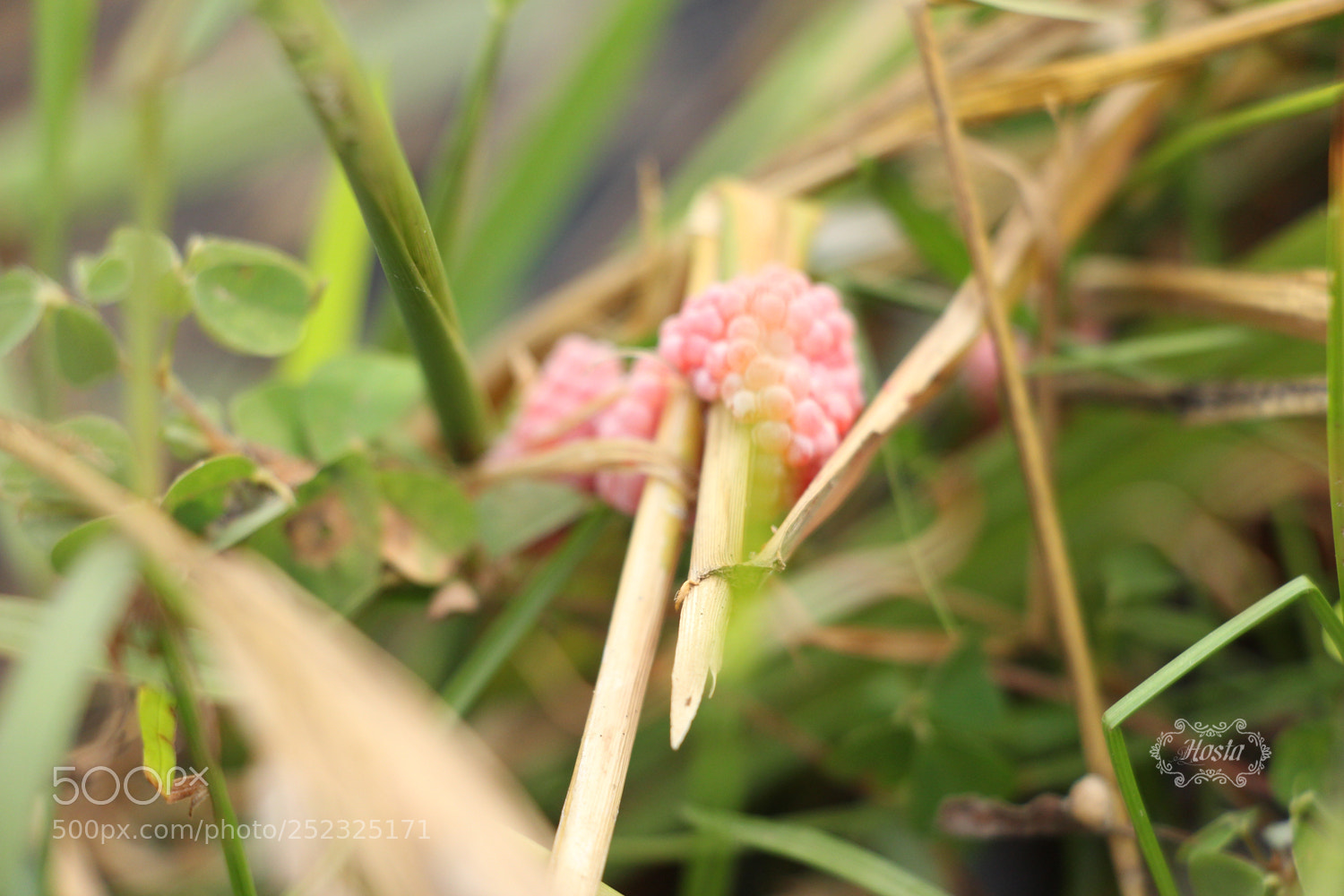 Canon EOS 700D (EOS Rebel T5i / EOS Kiss X7i) sample photo. Egg - pomacea photography