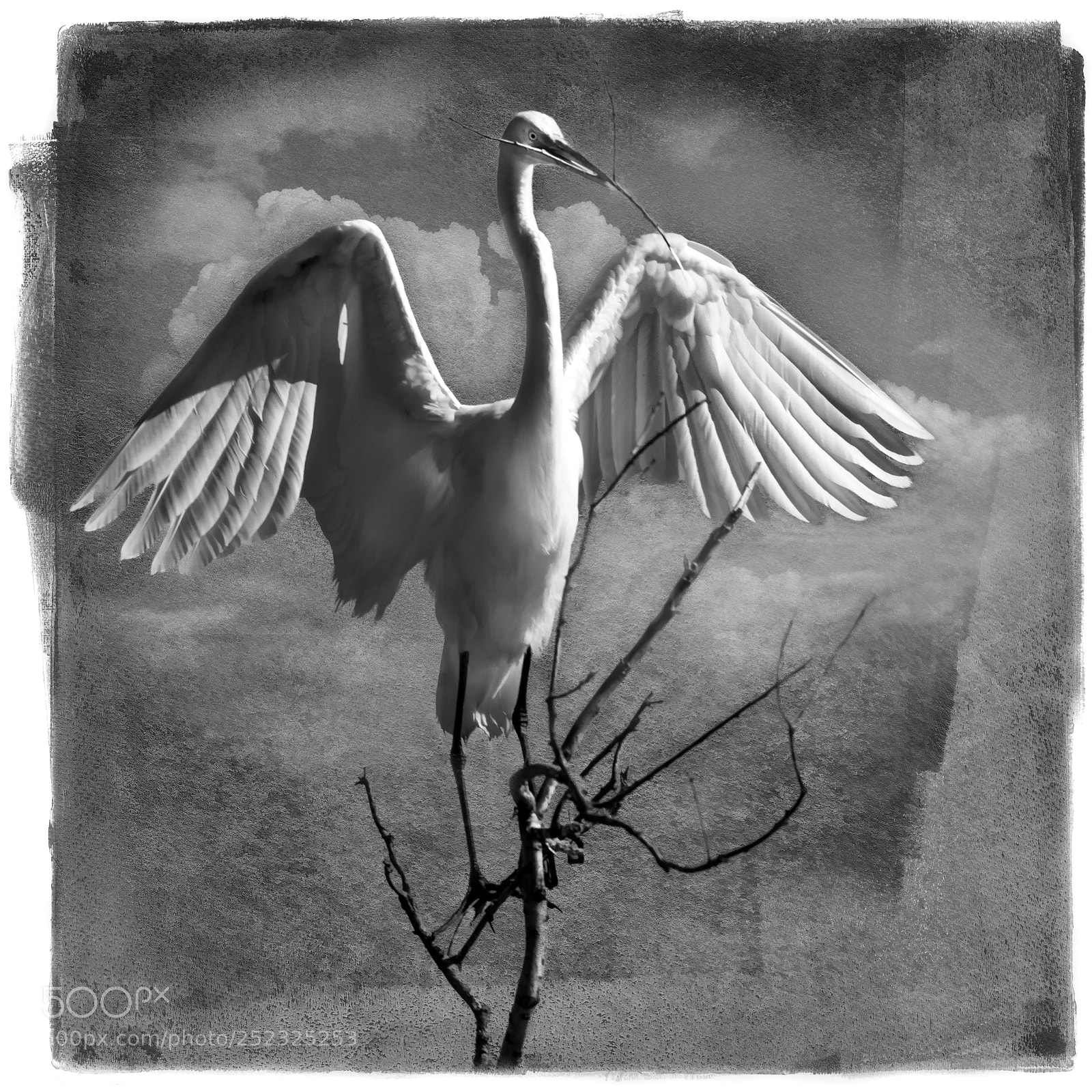 Canon EOS 7D Mark II sample photo. Building matyerials ~ great egret photography