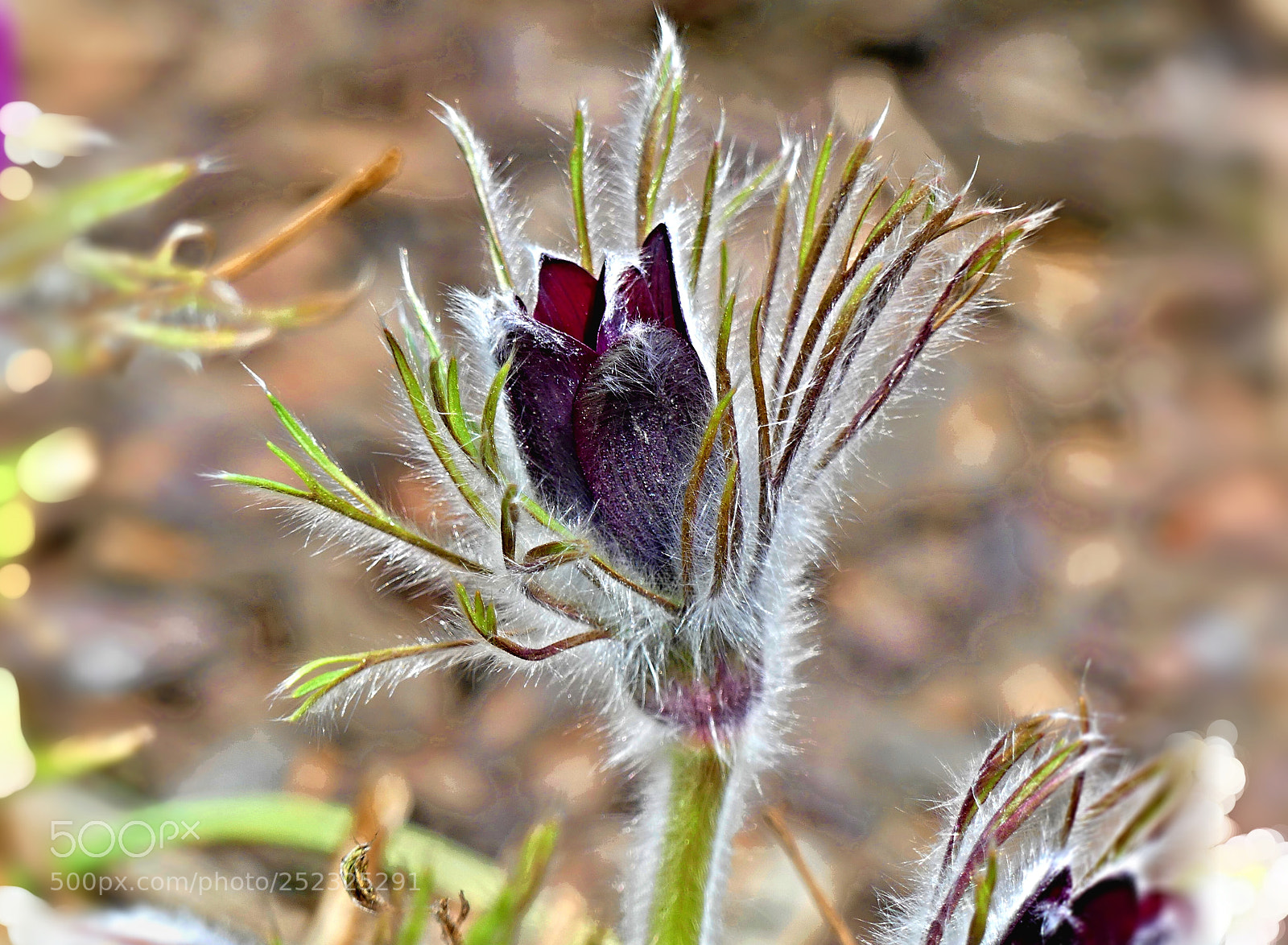 Panasonic Lumix DMC-FZ300 sample photo. Spring in the garden 03 photography