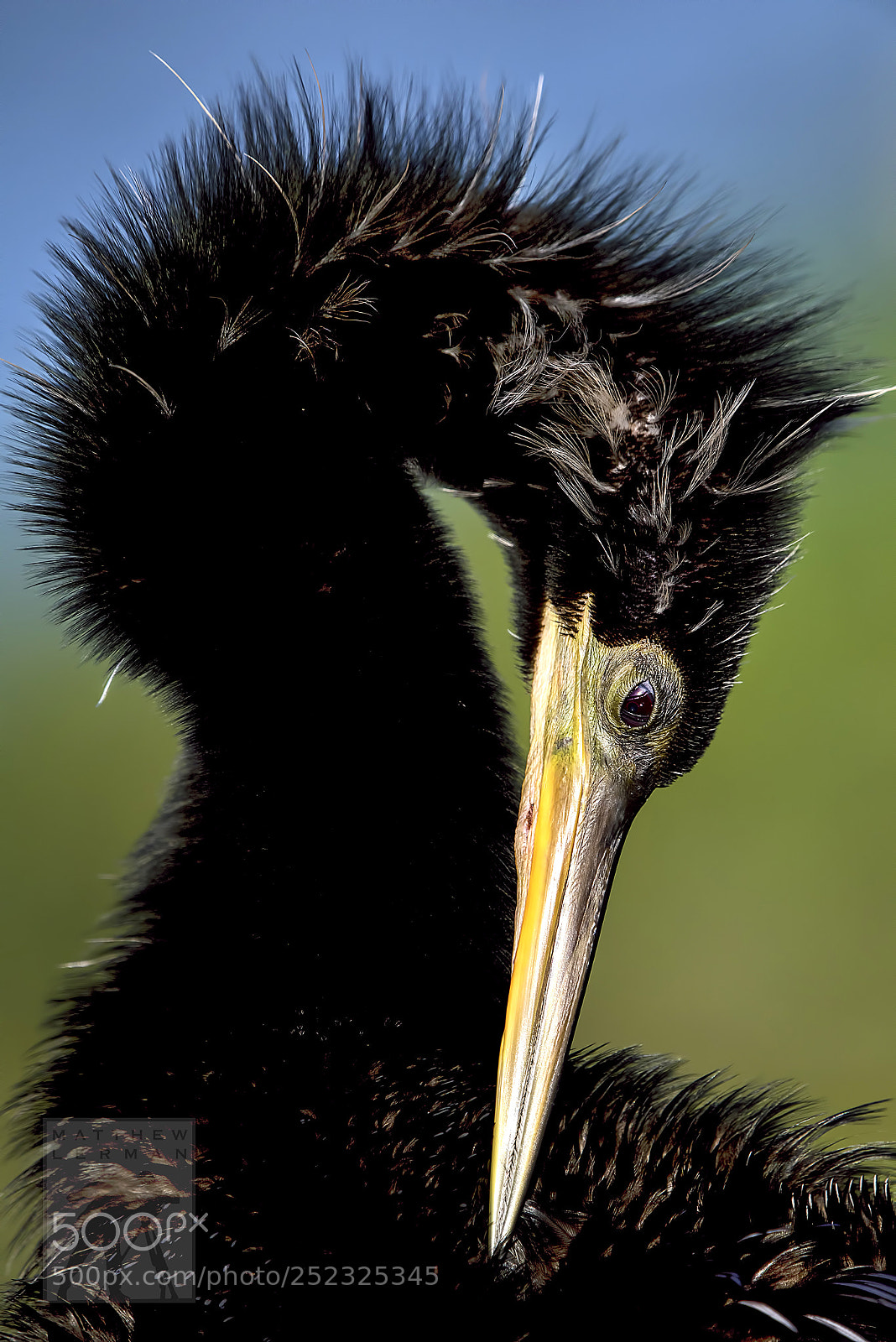 Nikon D810 sample photo. Daddy preening 1756 photography
