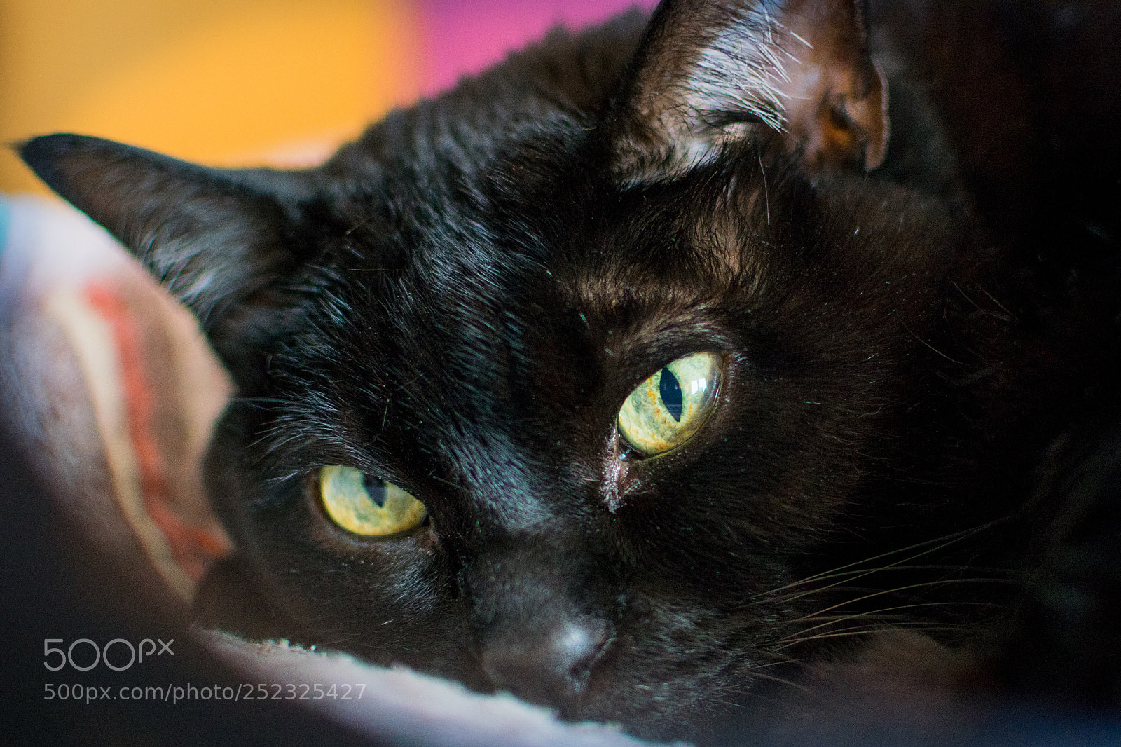 Nikon D5300 sample photo. Cat photography