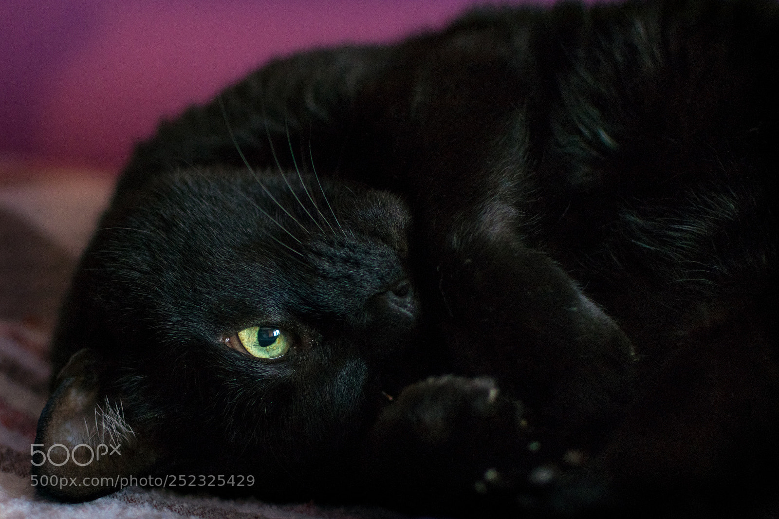 Nikon D5300 sample photo. Cat waking up photography