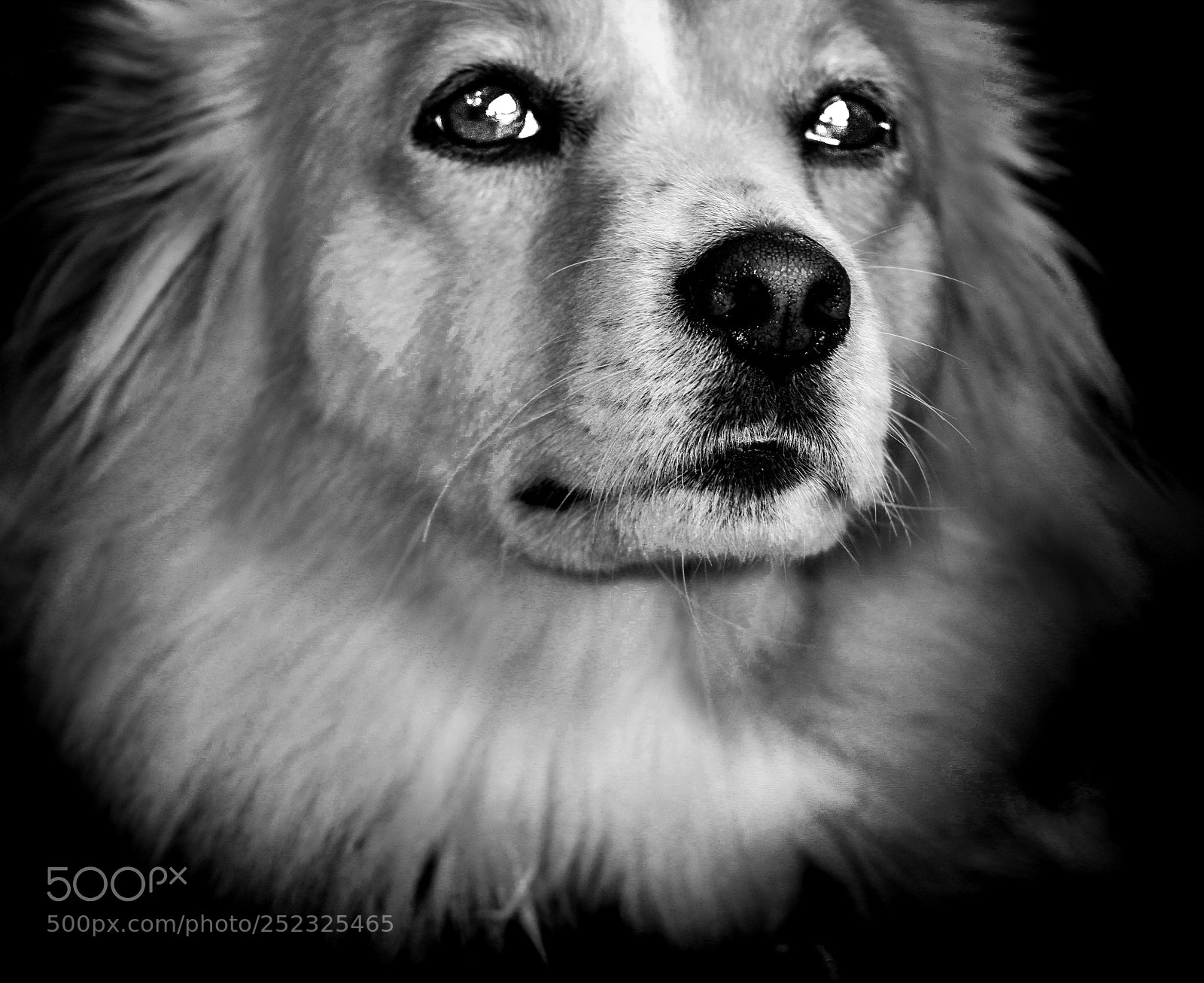 Canon EOS 700D (EOS Rebel T5i / EOS Kiss X7i) sample photo. Dogs are not our photography