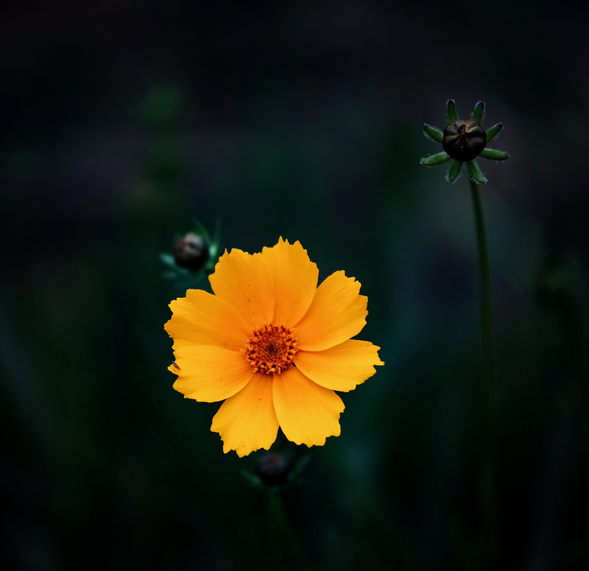 Sigma sd Quattro H sample photo. Wild flower 06 photography