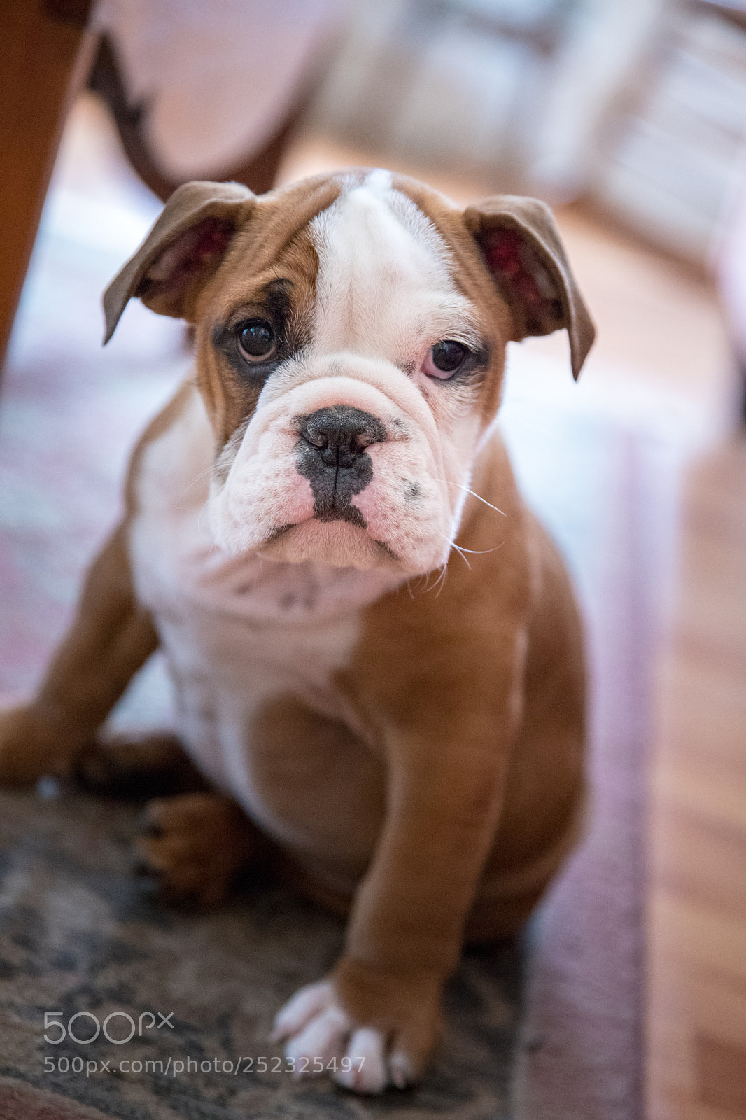 Canon EOS 6D Mark II sample photo. Otis photography