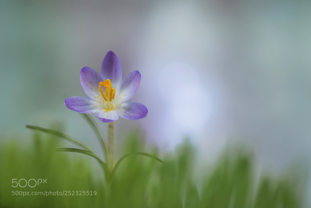 Canon EOS 7D Mark II sample photo. Morning crocus photography