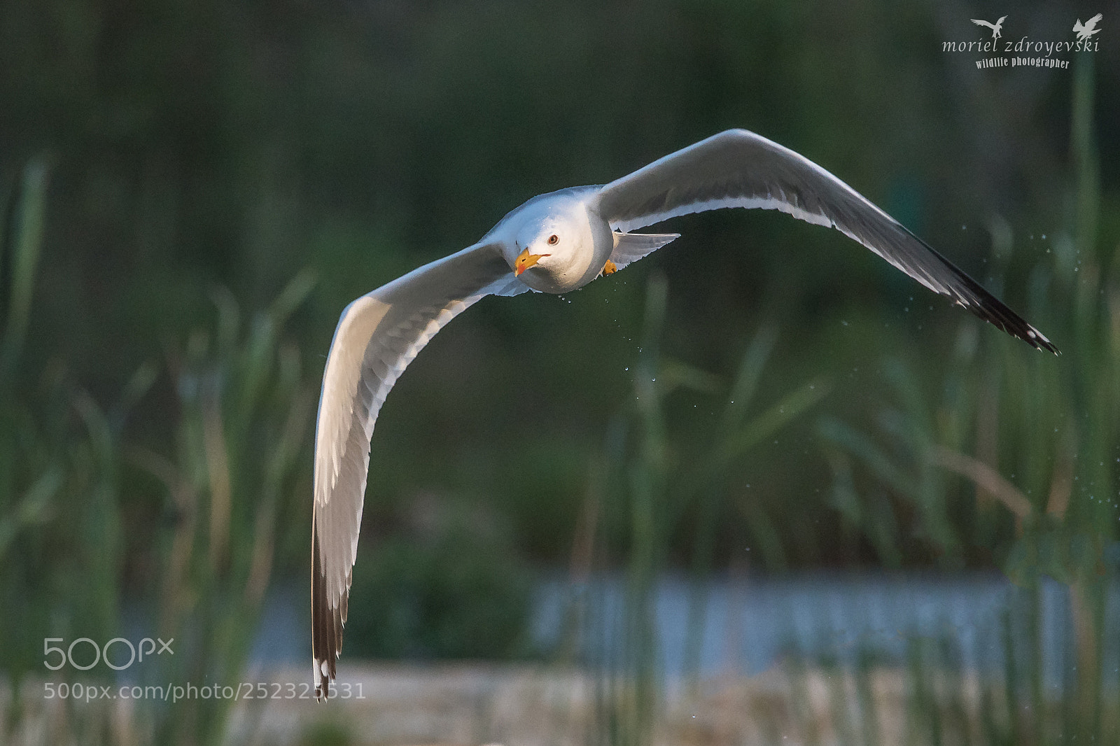 Nikon D5500 sample photo. Yellow-legged gull photography