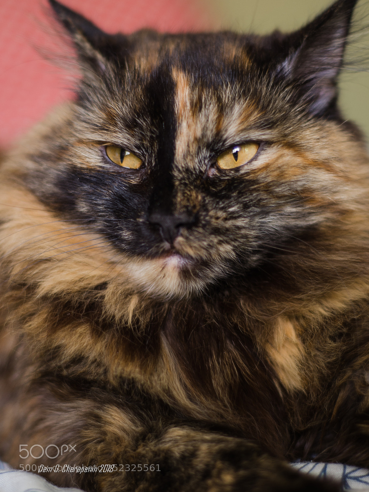 Nikon D7000 sample photo. Life was a success photography