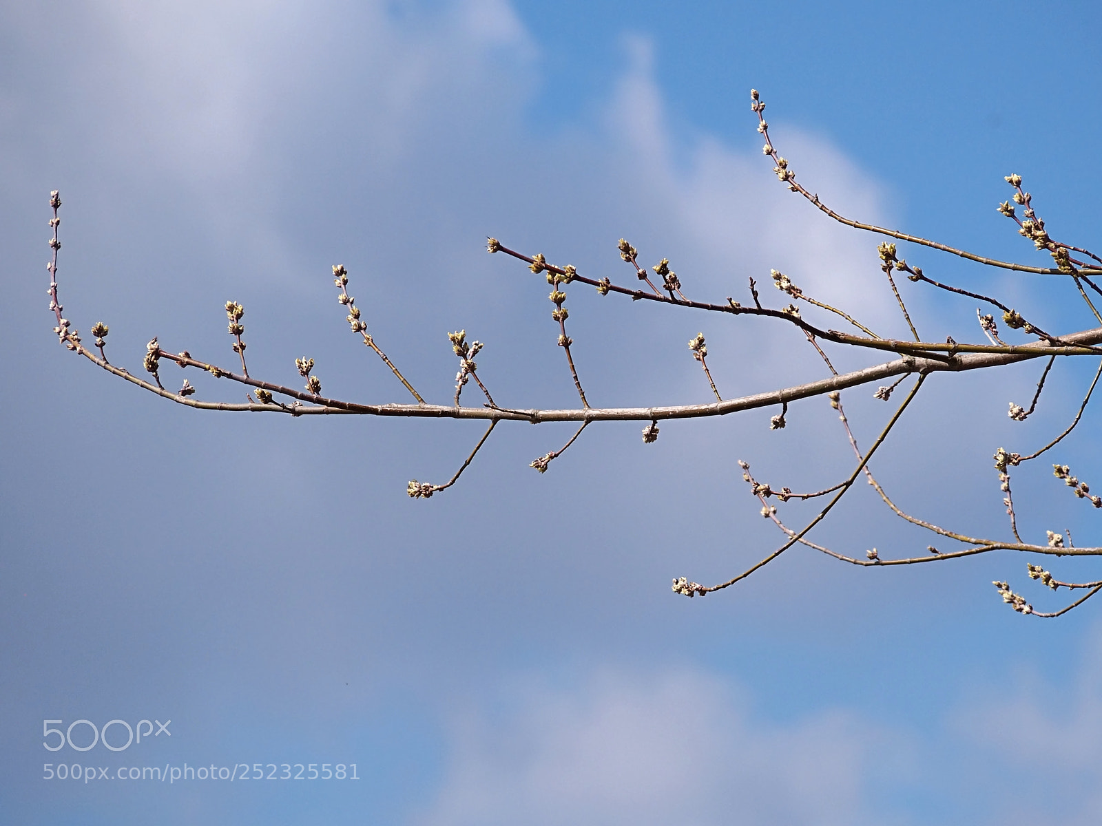 Olympus PEN E-PL6 sample photo. Spring has begun photography