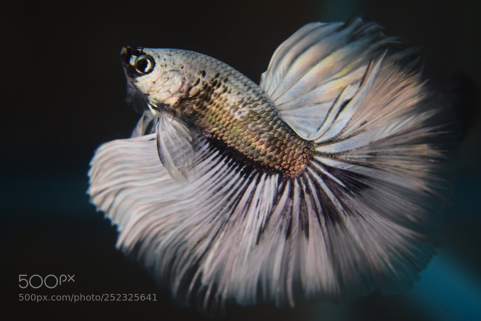Nikon D3300 sample photo. Betta fish photography