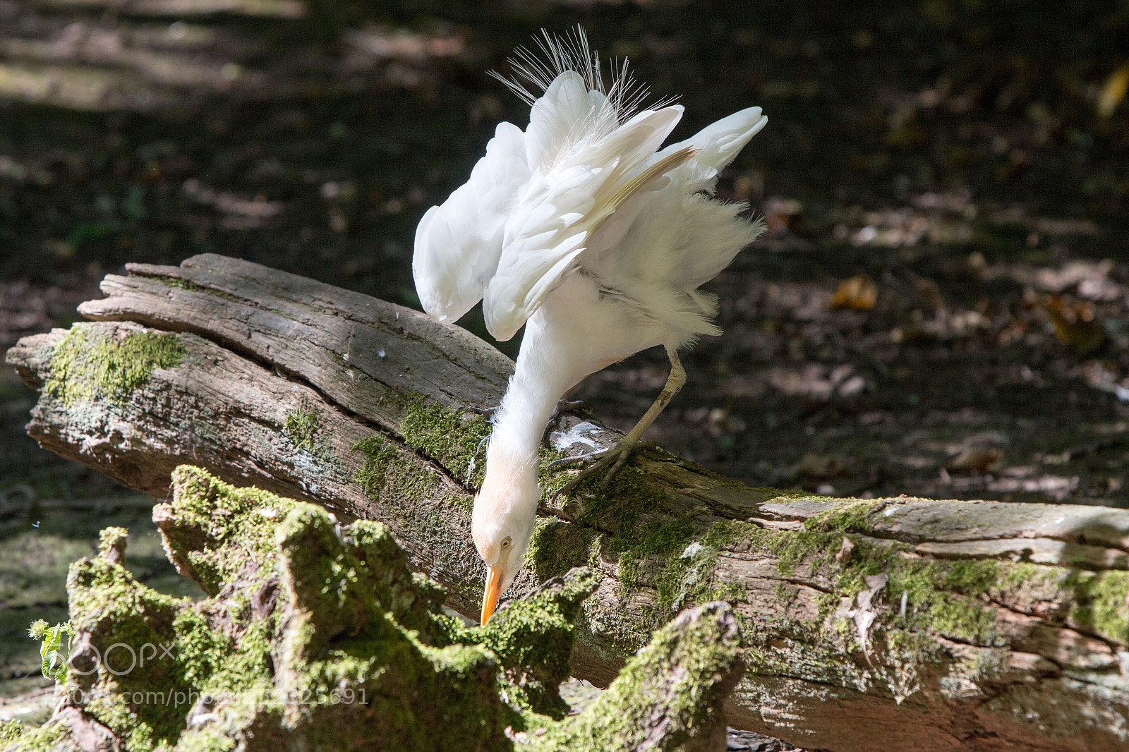Canon EOS 70D sample photo. En pétard photography