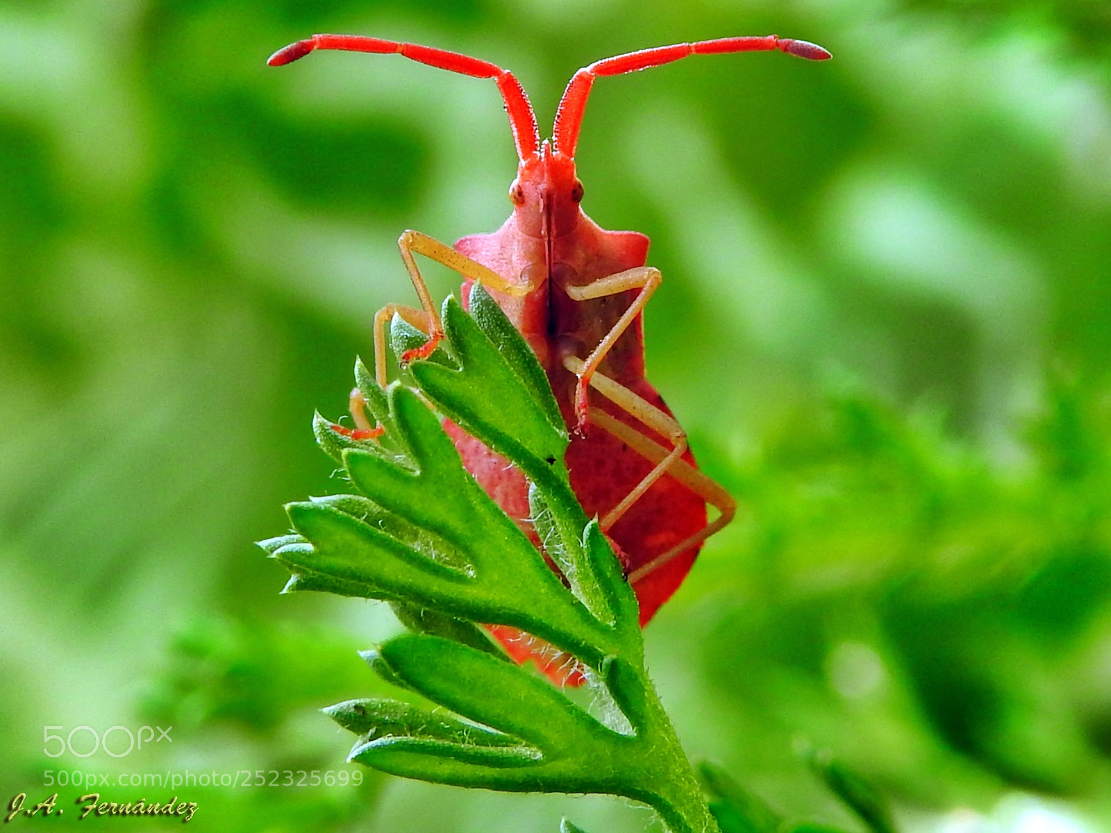 Nikon Coolpix P900 sample photo. Haploprocta sulcicornis photography