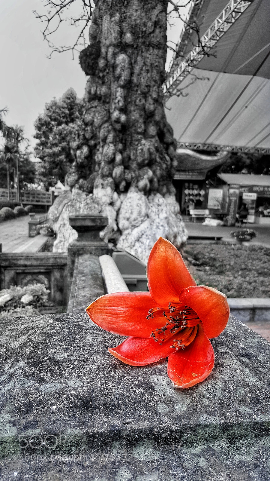 Samsung Galaxy Note5 sample photo. Untitled photography