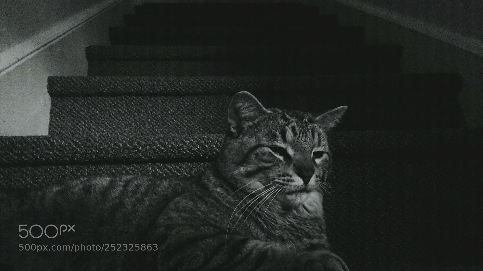 Motorola MotoG3 sample photo. Blending with the stairs photography