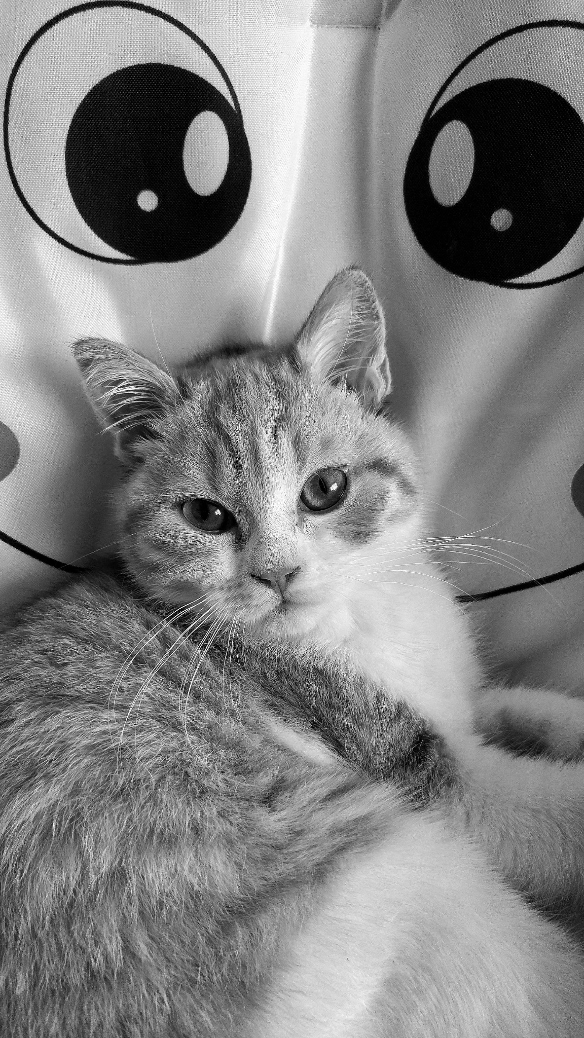 LG H815TR sample photo. Cat photography