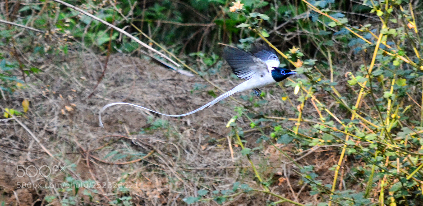 Nikon D3100 sample photo. Paradise bird photography