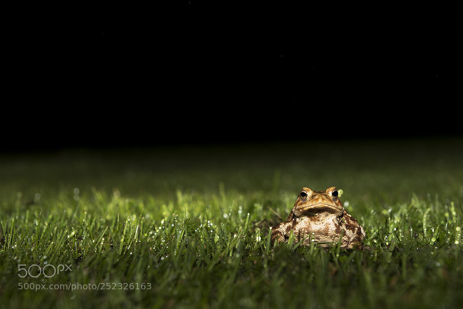 Nikon D810 sample photo. Garden warrior photography