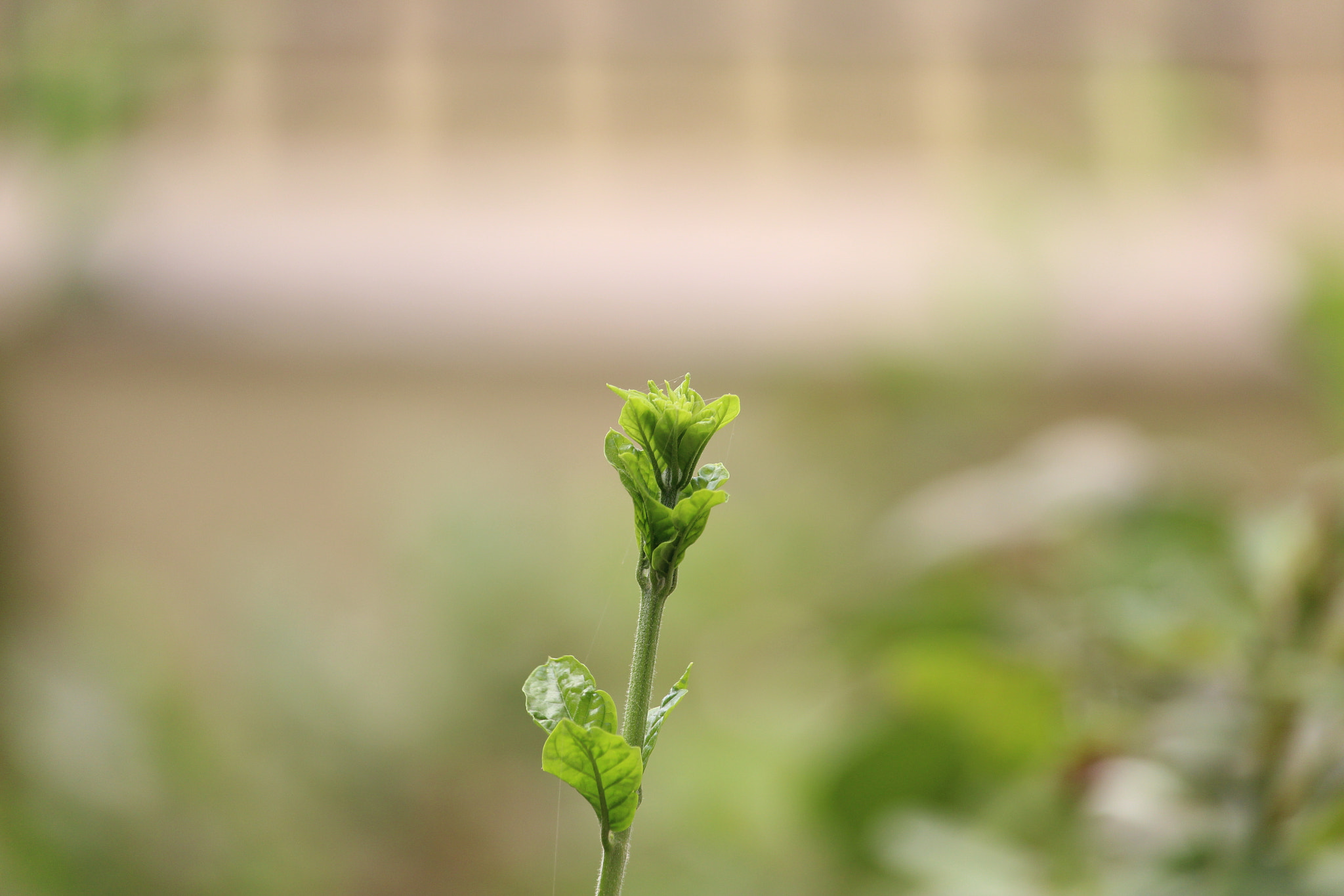 Canon EF-S 55-250mm F4-5.6 IS STM sample photo