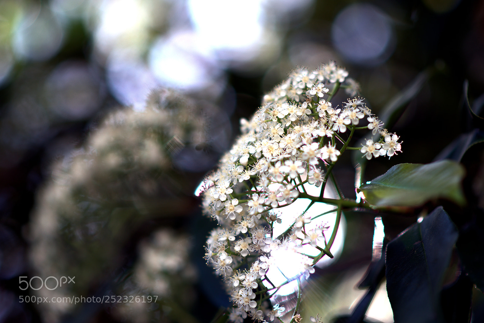 Nikon D5300 sample photo. - j o y - photography