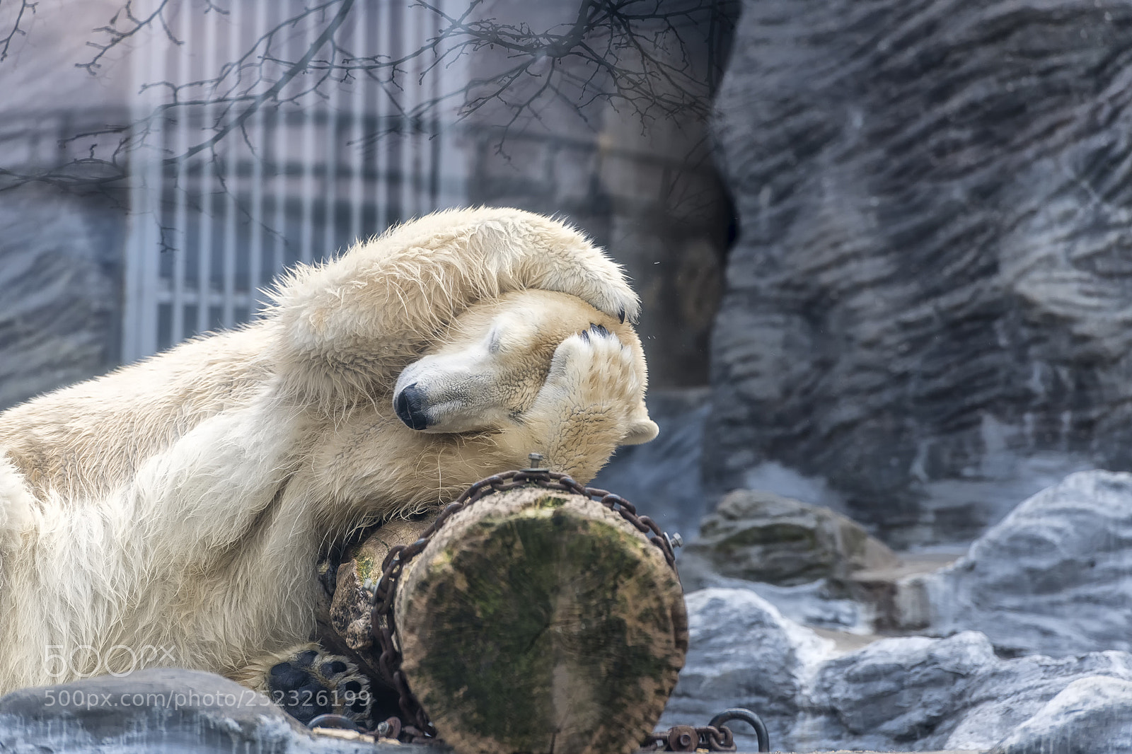 Nikon D850 sample photo. Prague zoo icebear explored photography