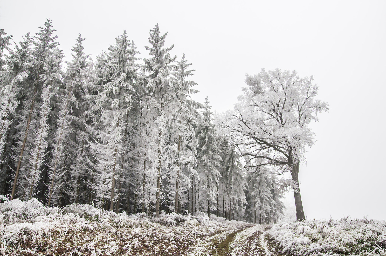 Nikon D90 sample photo. Frost photography