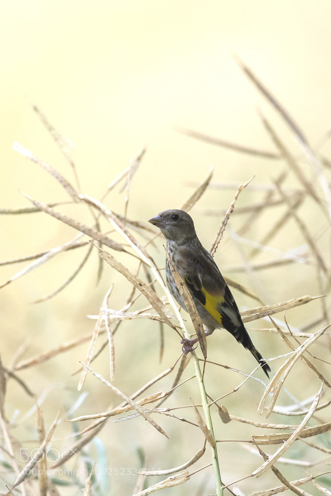 Nikon D5 sample photo. Watching photography