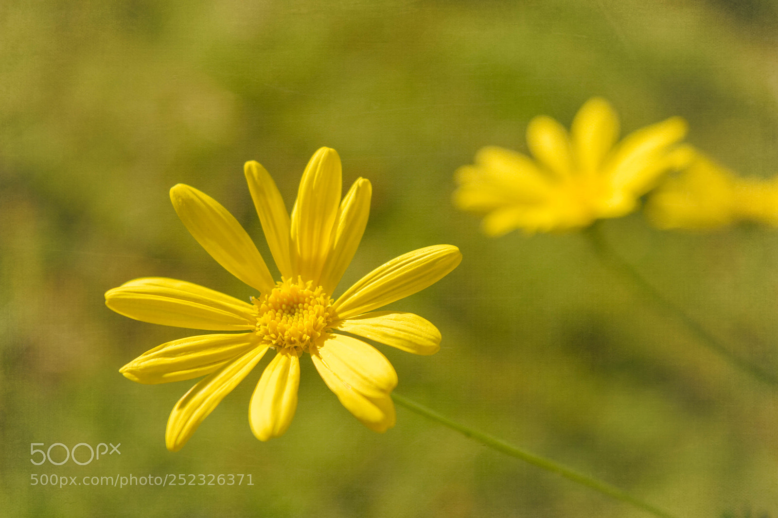 Nikon D5300 sample photo. Daisies photography