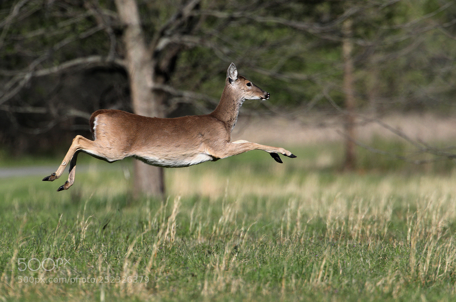 Canon EOS 5D Mark IV sample photo. Deer time photography