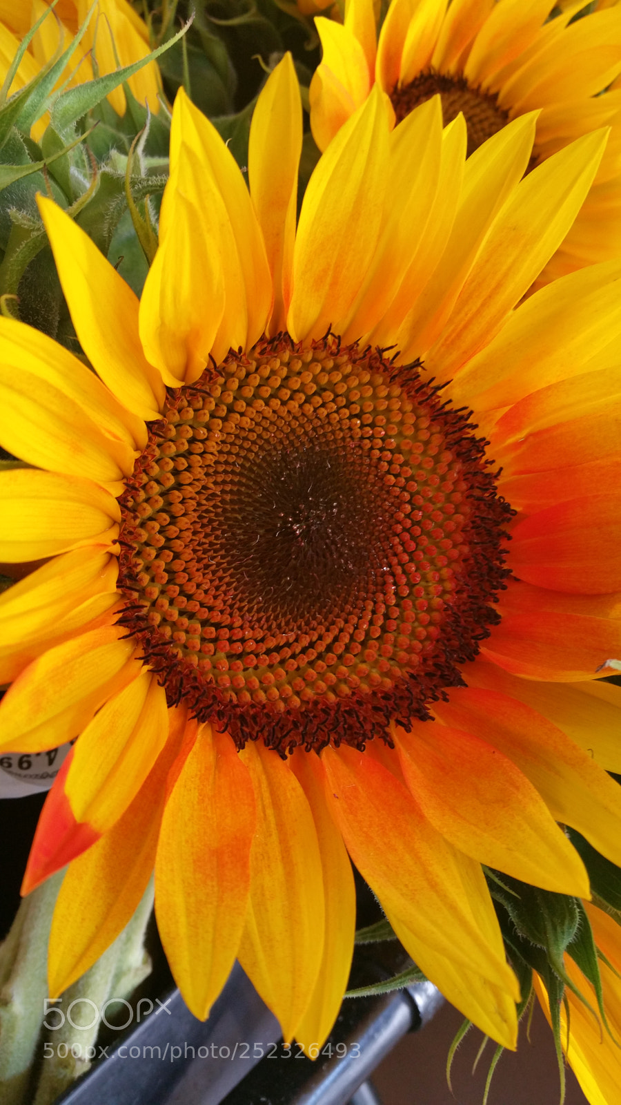 Samsung Galaxy Note4 sample photo. Sunflower photography
