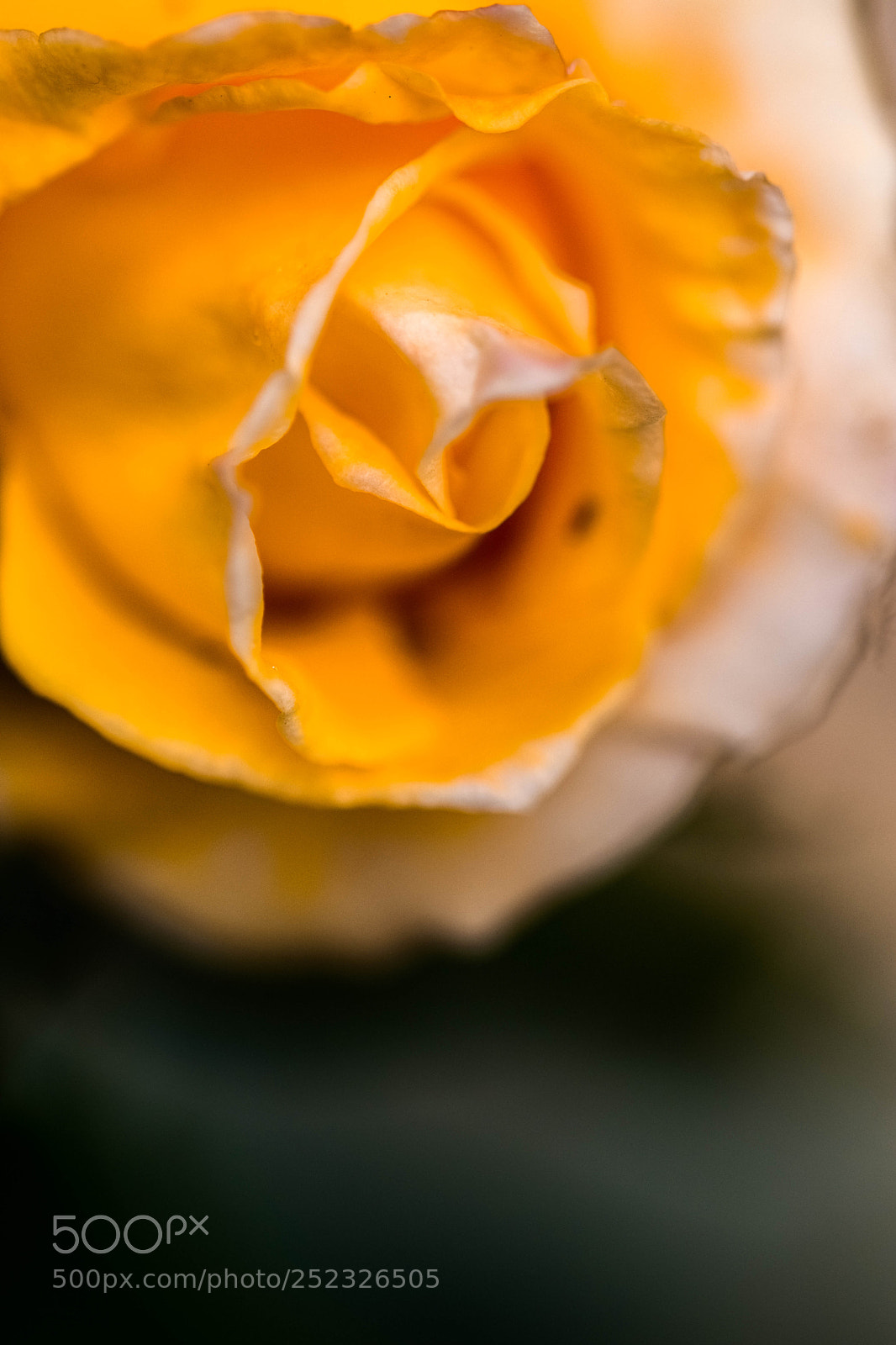 Nikon D3300 sample photo. Rose () photography