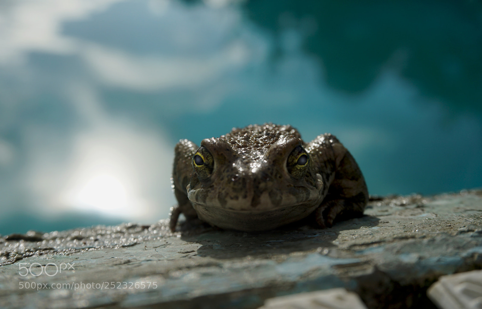 Sony a5100 sample photo. 22222.jpg photography