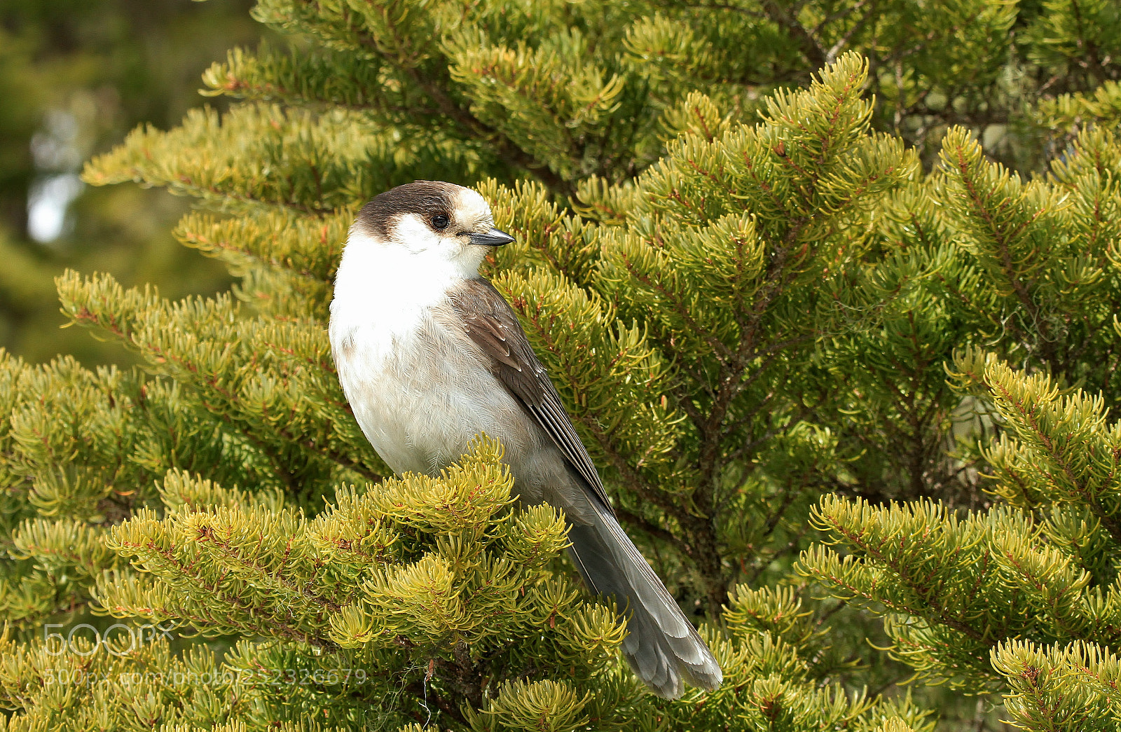Canon EOS 7D sample photo. Conifer denizen photography