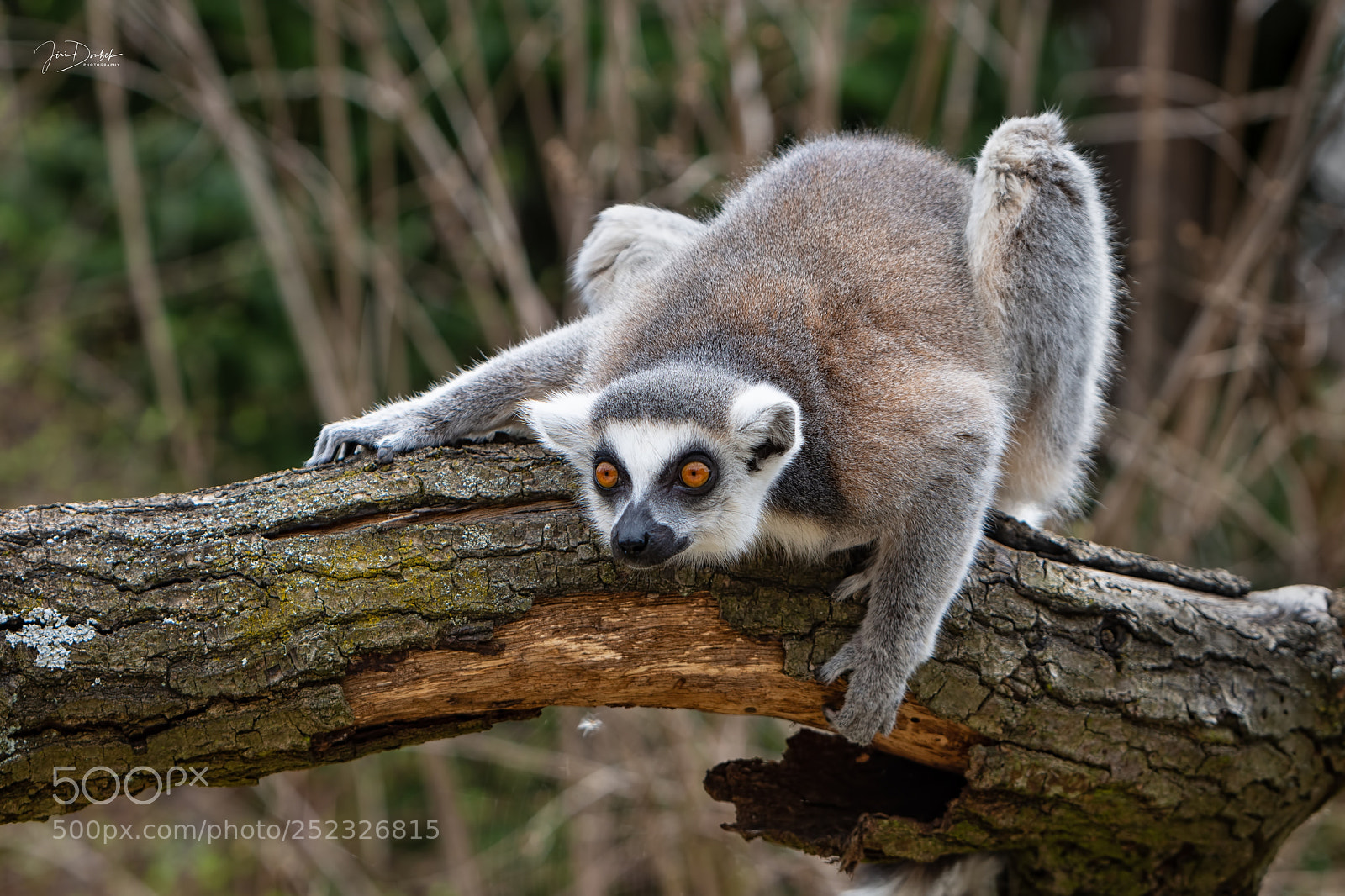 Nikon D7200 sample photo. Lemur kata (lemur catta) photography