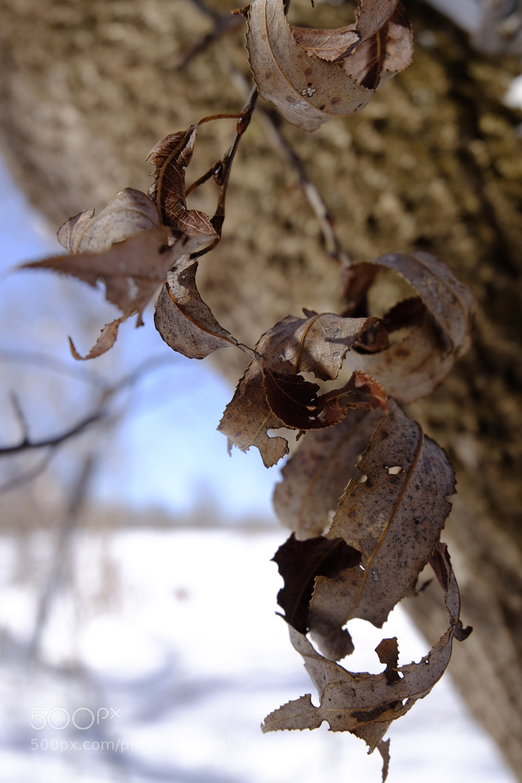 Fujifilm X-T10 sample photo. Dsf photography