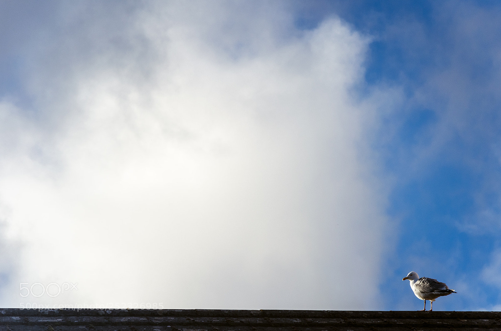 Nikon D5100 sample photo. Dublin-galway photography