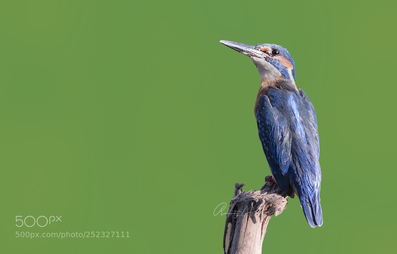 Nikon D500 sample photo. Common kingfisher photography