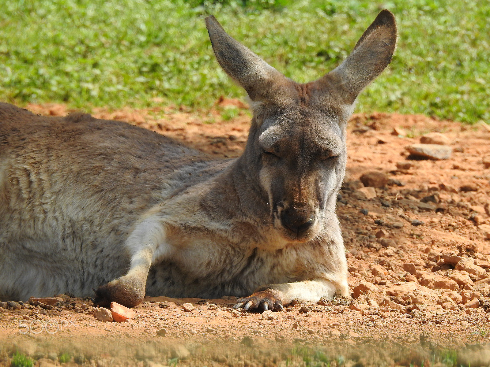 Nikon COOLPIX P900s sample photo. A resting kangaroo photography