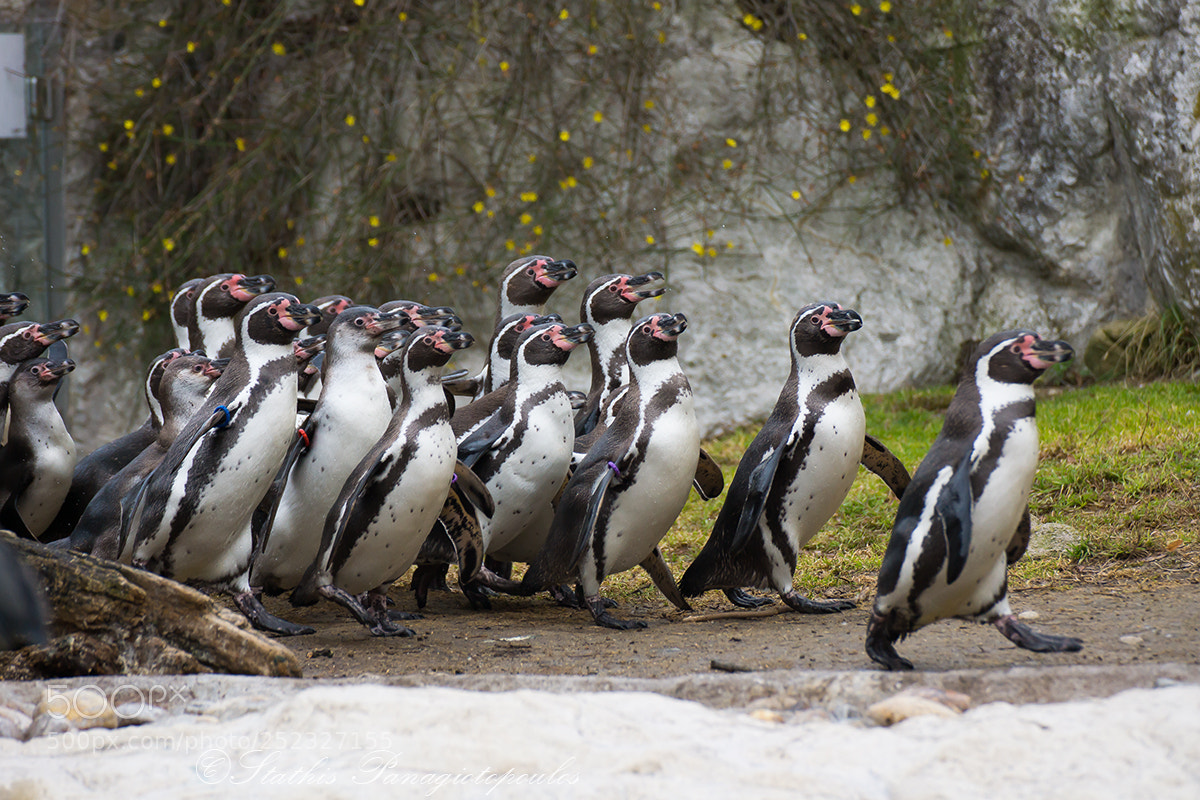 Sony SLT-A77 sample photo. March of penguins photography