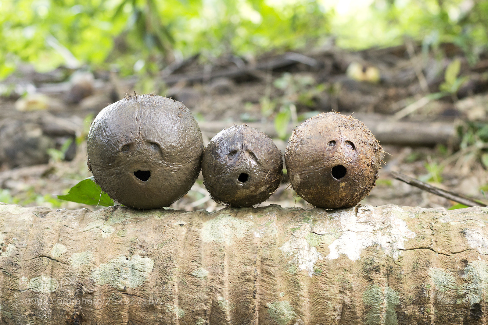 Canon EOS 60D sample photo. Shocked coconut family photography