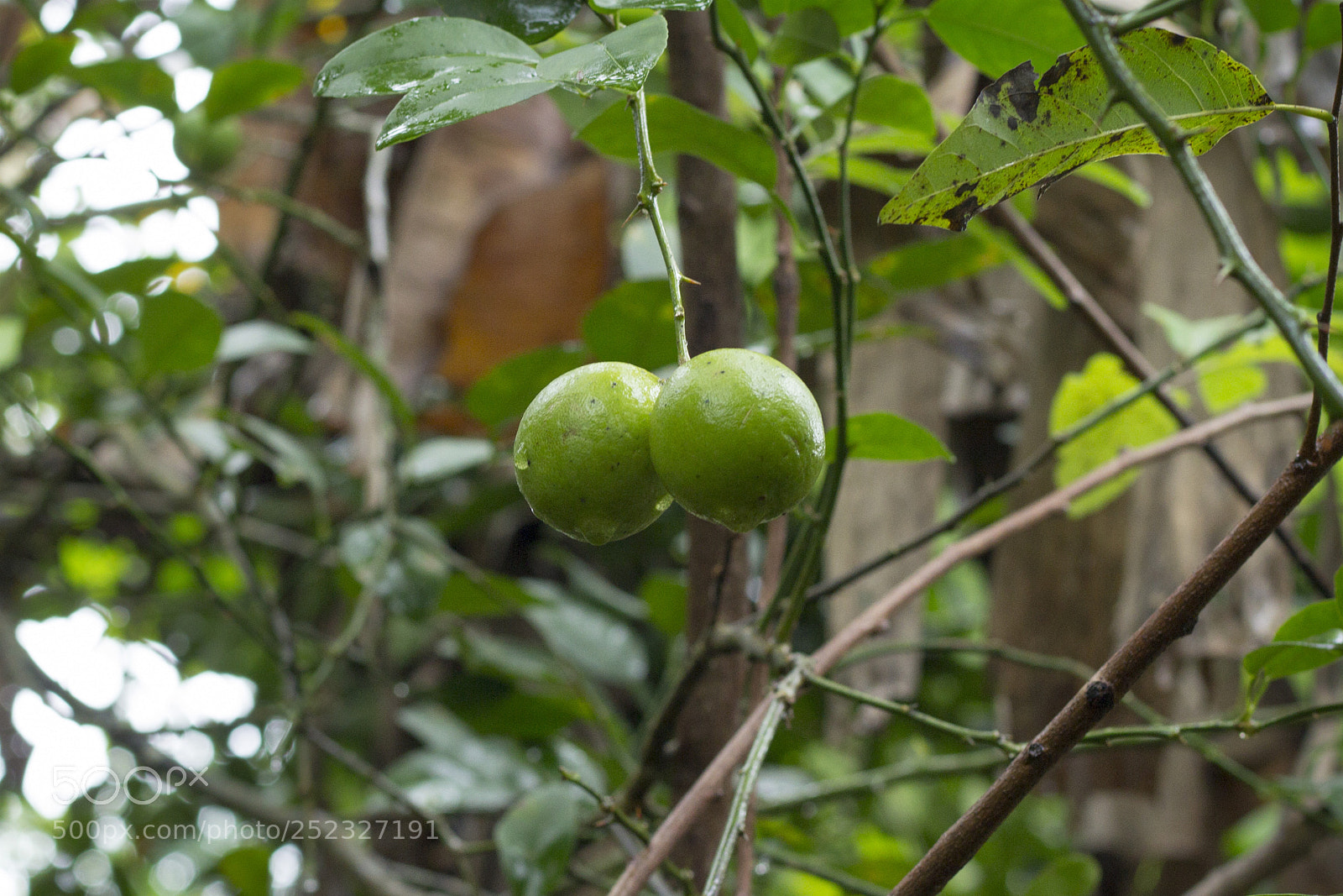 Canon EOS 60D sample photo. Two limes photography