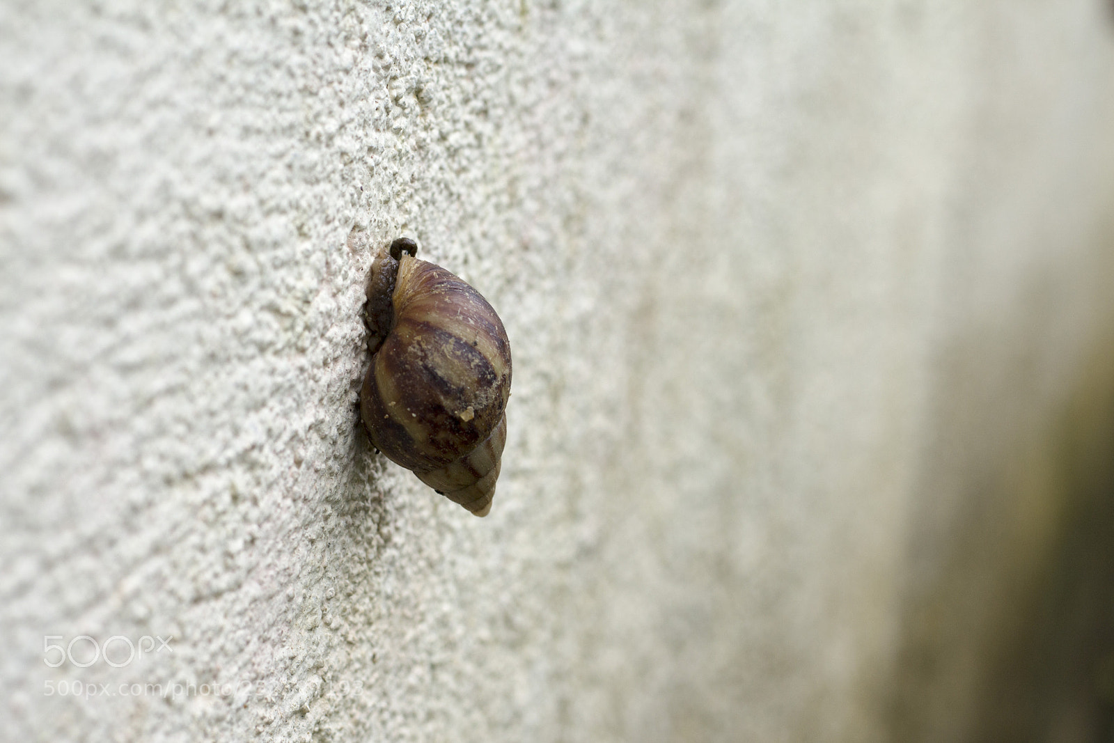 Canon EOS 60D sample photo. Achatina fulica photography