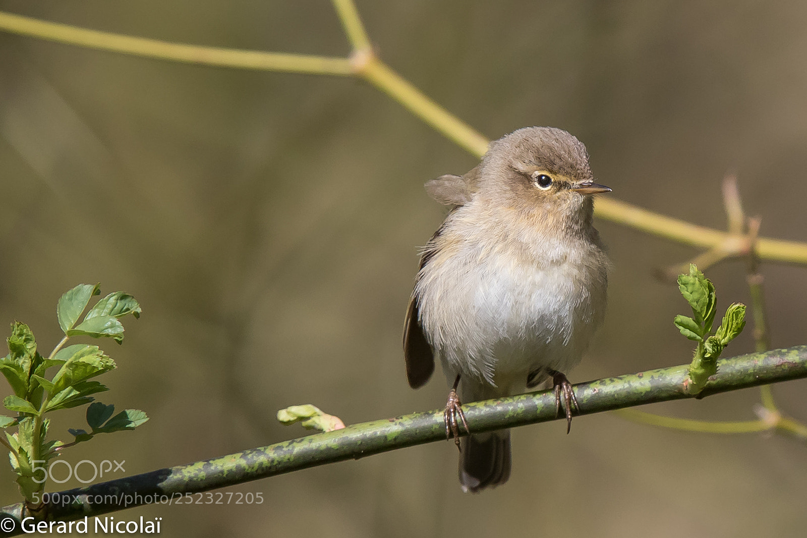 Canon EOS 7D Mark II sample photo. Common chiffchaff photography